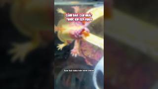 Lý do Axolotl ra đi😢 cácảnh pets aquarium axolotl [upl. by Llyrrad]