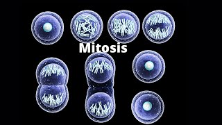 What happens in the four stages of mitosis [upl. by Drhcir739]