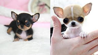 Most Adorable Teacup Chihuahua Compilation Video Ever [upl. by Anaher]