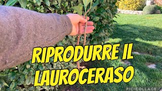 Come riprodurre per talee il lauroceraso [upl. by Bowyer]