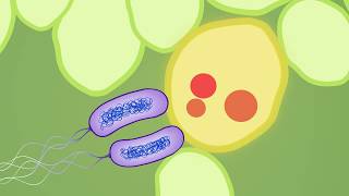 Evolution of plant pathogenic bacteria to defeat host resistance [upl. by Sutit]