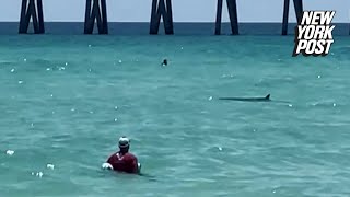 Hammerhead shark spotted in shallow Florida waters send swimmers fleeing [upl. by Lemert]