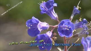 Phacelia campanularia in Joshua Tree National Park [upl. by Godard429]