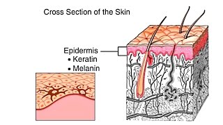 How The Skin Works Animation  Structure and Function of the Human Skin Video  Skin Layers Anatomy [upl. by Zusman]