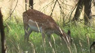 FALLOW DEER [upl. by Fabozzi362]