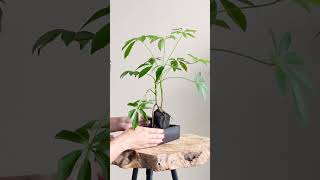 Schefflera plant op lavasteen kopen Interessante informatie met sfeerimpressie [upl. by Loux]