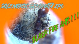 Solenopsis Geminata Ep1 WEVE GOT SOME FIRE ANTS 🔥 [upl. by Ognimod]