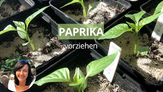 Paprika erfolgreich vorziehen SchrittfürSchrittAnleitung für die Anzucht [upl. by Ledarf329]