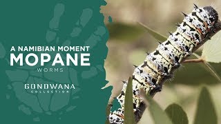 Mopane Worms a Namibian Delicacy [upl. by Glassco]