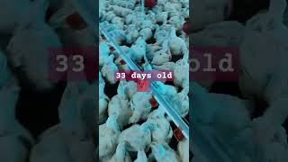 33 days old 💯🔥 chicken poultryfood animalhusbandry farming birds poultryfarming poultaryfarm [upl. by Reviel]