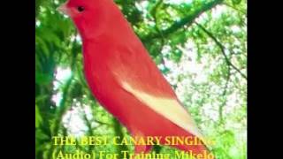 THE BEST CANARY SINGING Audio For Training  Serinus canaria [upl. by Ahsiele]