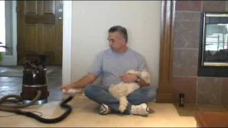 How To Give A Cat A Haircut [upl. by Tedi]