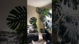 Adjusting and supporting my large monstera deliciosa plantcare monsteraplant plant [upl. by Hamirak73]