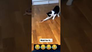 failarmy animals 😂failarmy 2024 animals 😂failarmy cats 😂shorts shortvideo dog animals youtube [upl. by Anaujik838]