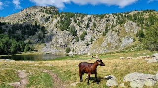 Ambiance pastorale au lac des Grenouilles Mercantour [upl. by Avihs]