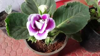 91How to grow gloxinia [upl. by Philipines]