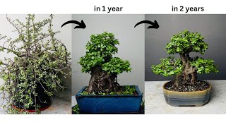 Making Thick Trunk Bonsai from Jade Plant  in 2 Years  Pruning  Repotting  Portulacaria Afra [upl. by Aurilia]