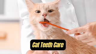 Cat Teeth Care How to Maintain Your Cat’s Dental Health [upl. by Leighton]