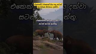 An elephant fight  ඇත්තුන්ගේ ද්ව්‍යන්ද සටනක් trending shorts adventure travel elephant pet [upl. by Aiym]