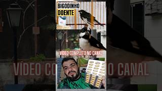 BIGODINHO COM COCCIDIOSE [upl. by Gebler]