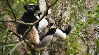 Lemur Indri Indri indri calling in AndasibeMantadia national park in Madagascar [upl. by Clifford]