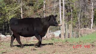 AI Bred Heifers Sale Nov 16th  Southeast Bull Expo [upl. by Ylerebmik]