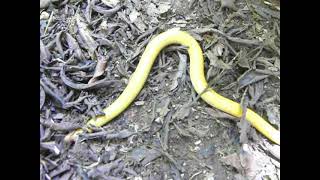 Schistometopum thomense São Tomé Caecilian cobra bobo [upl. by Amoihc]