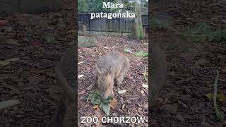 Mara patagońska w ZOO Chorzów shorts [upl. by Oahc221]