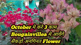 अक्टूबर में बोगनवेलिया में अधिक फूल Pane के उपाय Bougainvillea Heavy Flowering TIPS Octobermy [upl. by Alim]