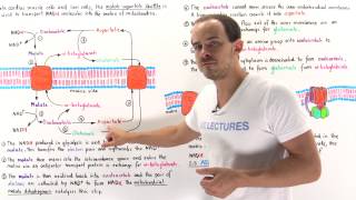 NADH shuttle mechanisms glycerophosphate and malate aspartate shuttle [upl. by Alrrats]