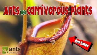 Ants vs Carnivorous Plants [upl. by Paulson872]