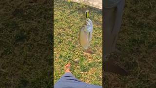 First Tarpon catch ever 😍 shorts fishing guyana berbice [upl. by Mokas]