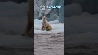 Up Close with a Polar Bear in Svalbard 🐻❄️  RIB Boat Adventure [upl. by Glover]