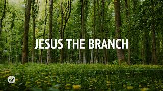 Jesus the Branch  Audio Reading  Our Daily Bread Devotional  October 21 2024 [upl. by Cobb]