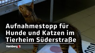 Tierheim Süderstraße verkündet Aufnahmestopp [upl. by Rraval]