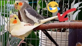 funny and sweet cockatiel love😂🥴 [upl. by Caines]