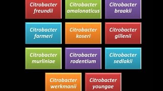 Dominio Bacteria Phylum Proteobacteria 24  Gammaproteobacteria  Enterobacteriaceae  Citrobacter [upl. by Arem]