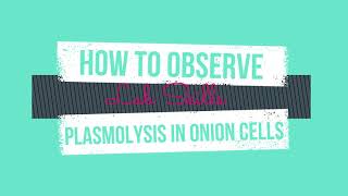 How to Observe Plasmolysis in Onion Cells [upl. by Farica]