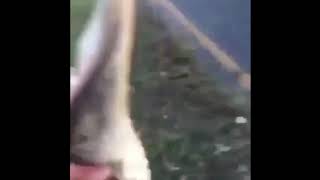 Man throws gator into lake [upl. by Ahtennek]