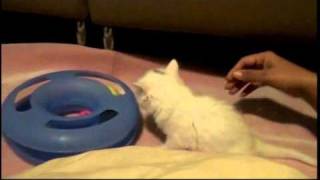 Cat gets tickled  HILARIOUS [upl. by Otrebide]