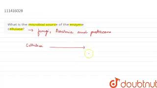 What is the microbial source of the enzyme cellulase  CLASS 12  ANSWER IN ONE SENTENCE  BIO [upl. by Pendleton]