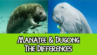 Manatee amp Dugong  The Differences [upl. by Anaiviv]