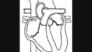 The Heart Electrical Mechanical and EKG [upl. by Trisa]