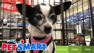 PetSmart Dog Adoption [upl. by Mloc]