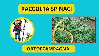 RACCOLTA SPINACI [upl. by Goldie]