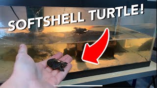 NEW SOFTSHELL TURTLE [upl. by Atnohsal]