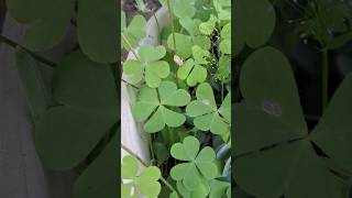 oxalis plant kese lagaye  how to grow oxalis plant shortsfeed [upl. by Eiramacissej]