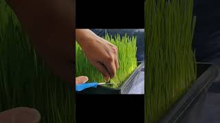 How to Grow Wheatgrass in Soil wheatgrassbenefits wheatgrassjuice [upl. by Ettenawtna]