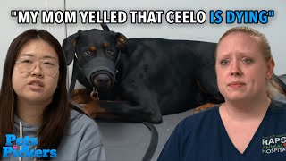 Ceelo the Puppy Has Head Tremors [upl. by Janis168]