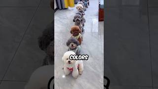 What Are the Different Colors of The Bichon Frise bichonlover shorts bichonfrise dog pets [upl. by Castillo]